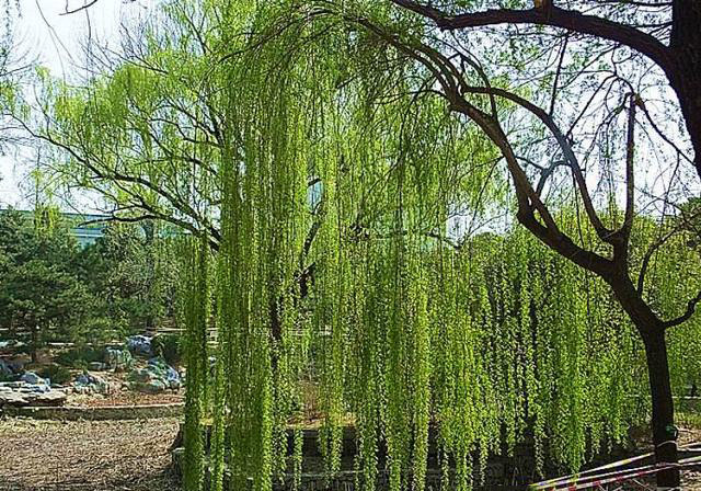 金絲（sī）垂柳