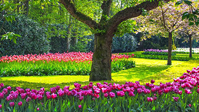 景觀花卉對於園林綠化的（de）幾點（diǎn）作用