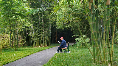 園林景觀設計中運用竹子有什麽作用呢