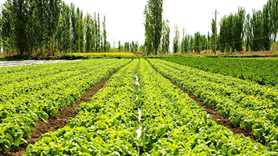 農業生態園建設中存在的一（yī）些問題