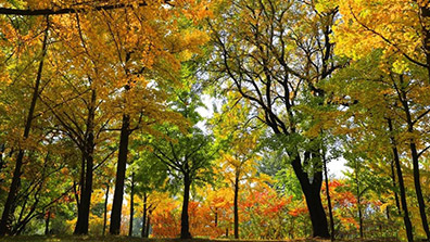 彩葉植物在景觀設計中的4點應（yīng）用原則