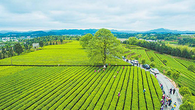 農（nóng）業特色小（xiǎo）鎮建設的優點和功能