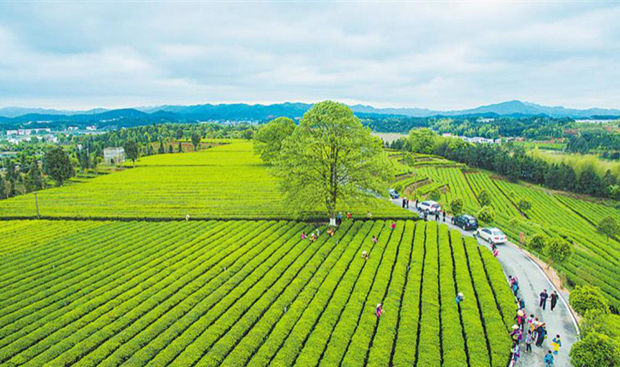 農業特（tè）色小鎮
