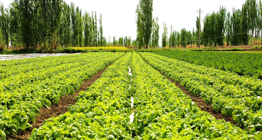 農業生態園生態采摘區